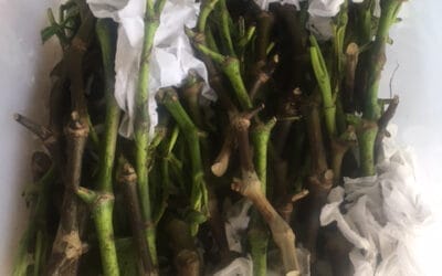 Kava Plant Cultivation and Preparation