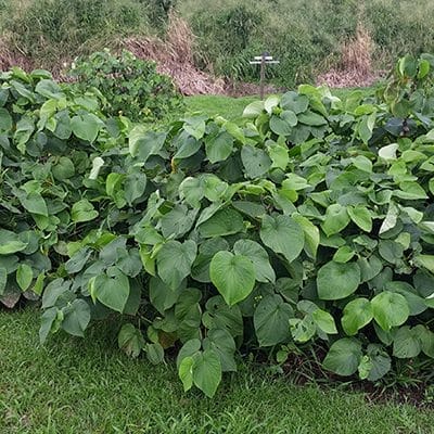 A Kava Plant Shrub