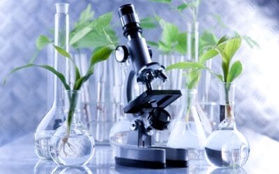 The Science Behind the Natural Calm of Kava