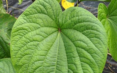 Piper Methysticum, or Kava’s Name and History