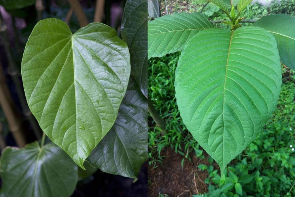 Kava leaf vs. Kratom leaf comparison