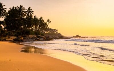 Pacific Island Kava: the Difference Between the Islands and Their Kavas