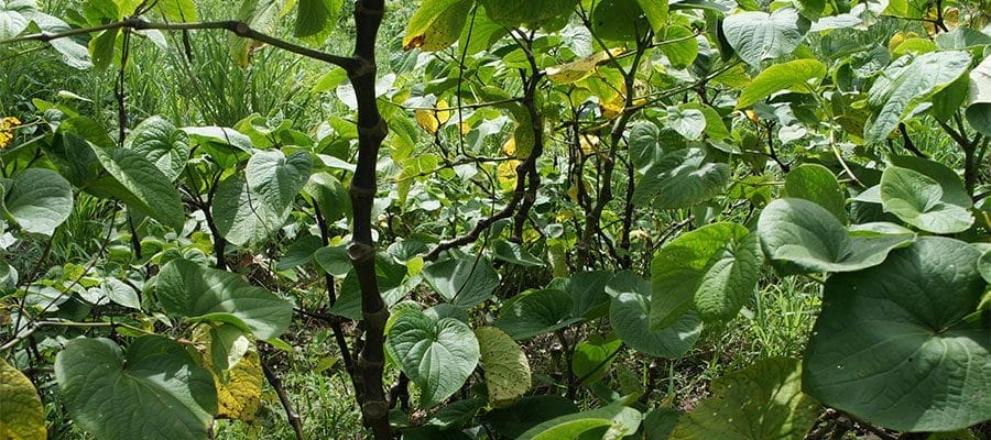 inside kava bush viewing branches and stems