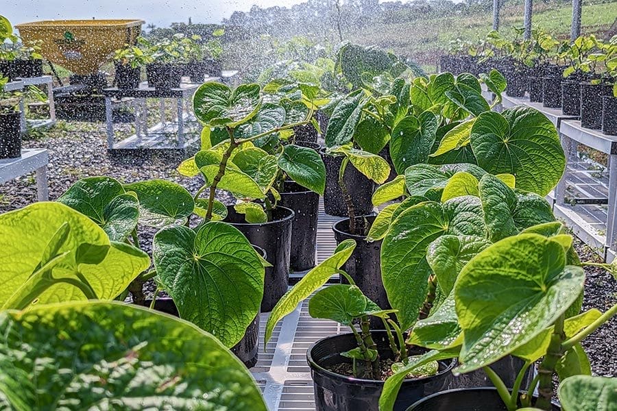 Kava plants in Hawaii getting watered